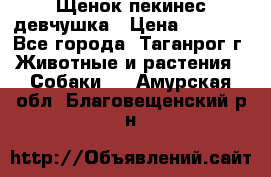 Щенок пекинес девчушка › Цена ­ 2 500 - Все города, Таганрог г. Животные и растения » Собаки   . Амурская обл.,Благовещенский р-н